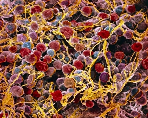 Erythrocyte Structure Prints: p7600014