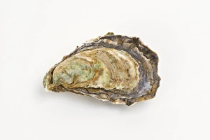 Images Dated 29th June 2010: Pacific oyster Print (Crassostrea gigas)