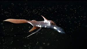 Pacific spookfish Pacific spookfish