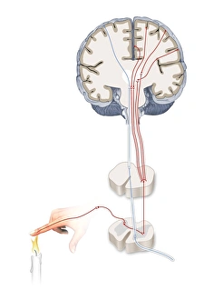Prints of Pain pathways, computer artwork. The heat of the candle is detected by nociceptors (special sensory nerve endings) in the finger Images Dated 2013 February: Pain pathways Print