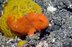 Prints of Painted frogfish. Juvenile painted frogfish (Antennarius pictus) camouflaged next to a sponge. Photographed off Rinca Island, Komodo National Park, Indonesia Images Dated 2012 February: Painted Frogfish Print - Juvenile Antennarius pictus