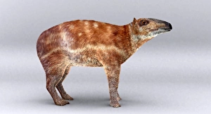 Prints of Palaeotherium. Artists impression of the extinct mammal Palaeotherium. This genus lived during the Eocene and Oligocene epoch between 54 and 23 million years ago Images Dated 2006 February: Print of Palaeotherium, an artist's impression of the extinct mammal