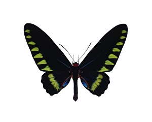 Large Butterfly Species Prints: Palawan birdwing