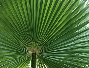 Green Palm Leaves Prints: Palm leaf