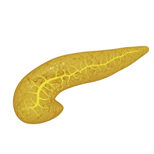 Pancreas Anatomy Prints: Pancreas, artwork