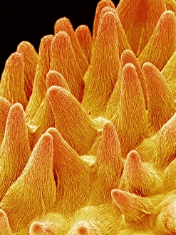 Pansy flower petal, SEM Pansy flower petal, SEM