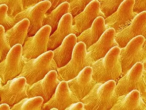Images Dated 31st January 2005: Pansy flower petal, SEM