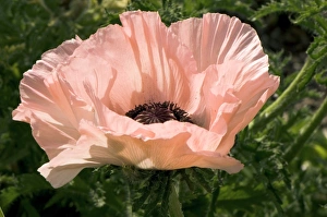 Poppy Flower Images Prints: Papaver orientale Spring Time