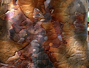 Fall Foliage Images Prints: Paperbark maple