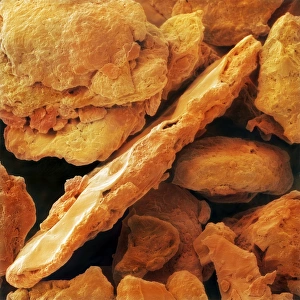 Paprika Spice Prints: Paprika, SEM