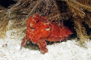 Cuttlefish Camouflage Prints: Papuan cuttlefish