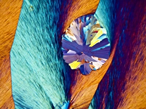 Paracetamol crystals Print