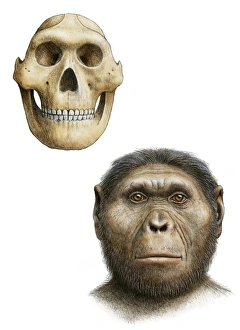 Ancient Human Evolution Prints: Paranthropus robustus