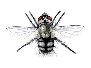 Prints of Parasitic fly (Phryxe sp.), artwork Images Dated 2006 February: Tachinid Fly on Nettle Print