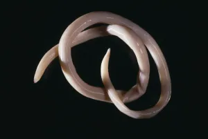 Parasitic nematode worm Parasitic nematode worm