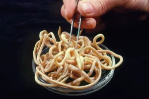 Parasitic nematode worms Parasitic nematode worms