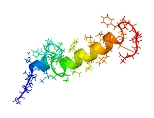 Parathyroid hormone molecule Print