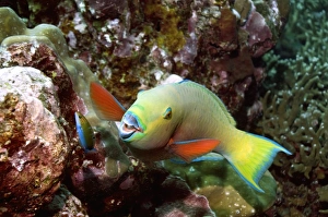 Andaman Sea Prints: Parrotfish