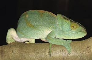 Parsons chameleon Parsons chameleon