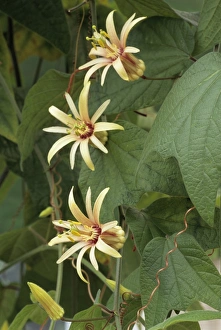 Tropical Plant Prints: Passionflower