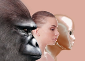 Prints of MODEL RELEASED. Past and future human evolution. Artwork showing the process of evolution from ape (left) to human (centre) to robots and artificial intelligence (right) Images Dated 2012 August: Past and Future Human Evolution Print