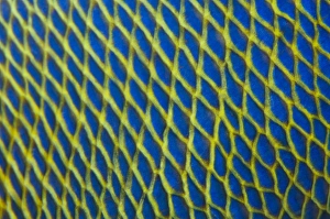 Maldives Marine Life Prints: Pattern detail of fish scales