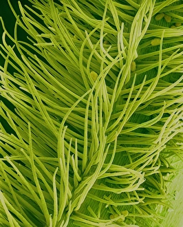 Plant Reproduction Process Prints: Pea flower pollination, SEM
