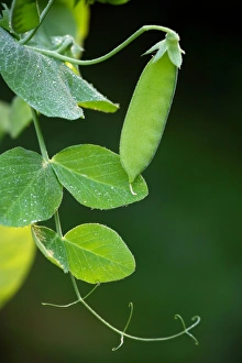 Legume Plant Prints: Pea pod