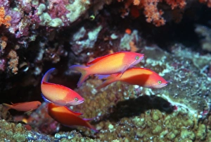 Indo Pacific Fish Prints: Peach anthias