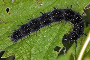 Peacock butterfly caterpillar C017/8342 Peacock butterfly caterpillar C017/8342