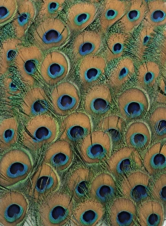 Indian Peafowl Feathers Print