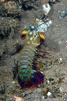 Prints of Peacock mantis shrimp (Odontodactylus scyllarus) crawling on the seabed. Despite its name this is neither a mantis or a shrimp, instead being a crustacean only distantly related to the true shrimps Images Dated 2006 June: Print of a Peacock mantis shrimp crawling on the seabed