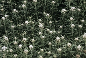 Wildflower Photography Nature Prints: Pearly everlasting