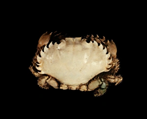 Pebble Crab Print (Etisus utilis), 6cm wide carapace, Indo-Pacific region