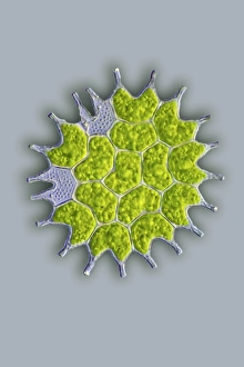 Light Microscopy Images Prints: Pediastrum green algae, light micrograph