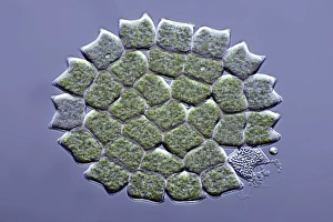 Images Dated 31st October 2012: Pediastrum Green Algae Print