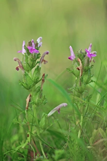 European Plant Photography Prints: Pedicularis sylvatica flowers