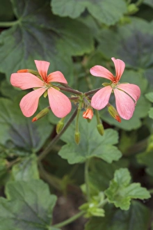 Pelargonium Species Prints: Pelargonium The Boar