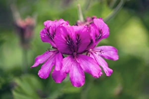 Summer Blooming Perennials Prints: Pelargonium cucullatum