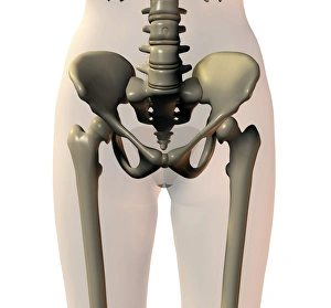 Human Body Skeletal System Prints: Pelvis