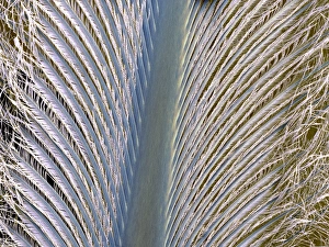 Densely packed penguin feather Print, SEM