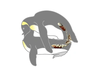 Prints of Penguins mating, artwork. The penguins reproductive organs are shown here, with the male on top and the female on the bottom Images Dated 2011 July: Penguins Mating Print
