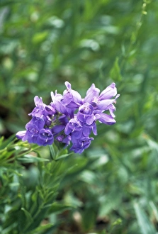 Drought Resistant Plants Prints: Penstemon (Penstemon venustus)