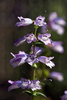 Drought Tolerant Flowers Prints: Penstemon Strictus