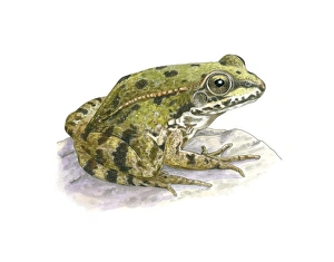 European Green Frog Species Prints: Perezs frog, artwork