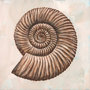 Fossilized Ammonites Prints: Perisphinctes ammonite, artwork