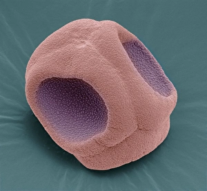 SEM Images Of Pollen Prints: Periwinkle pollen, SEM
