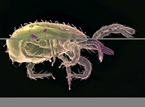Scanning Electron Micrograph SEM Images Prints: Persimilis mite, SEM