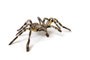 Insect Animal Photography Prints: Pet Tarantula Spider