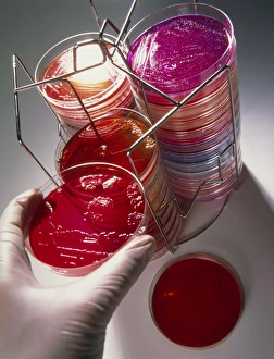 Petri dish bacterial culture being placed in stack Petri dish bacterial culture being placed in stack